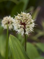 Allium victorialis Czosnek